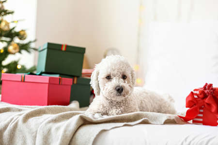 Cute dog with Christmas gifts in the bedroomの写真素材