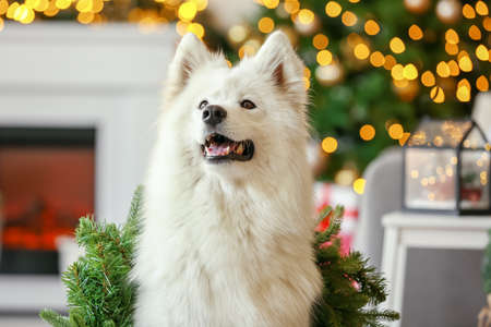 Cute Samoyed dog at home on Christmas eveの写真素材