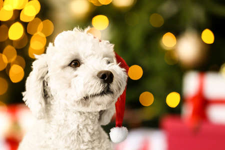 Cute dog in Santa hat at home on Christmas eveの写真素材