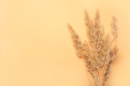 Beautiful dried pampas grass on color background, closeupの写真素材