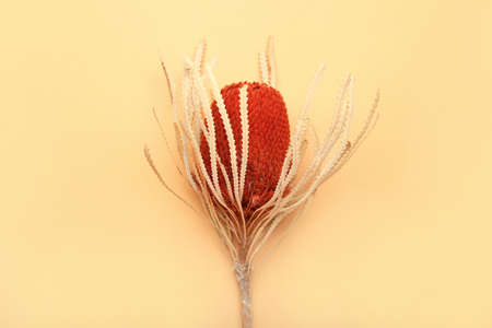 Beautiful flower dried on color background, closeupの写真素材