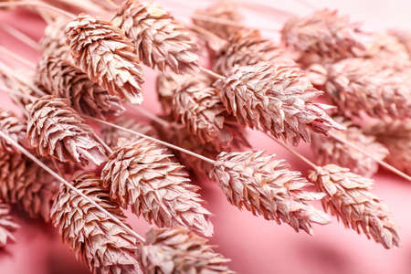 Beautiful flowers dried on color background, closeup