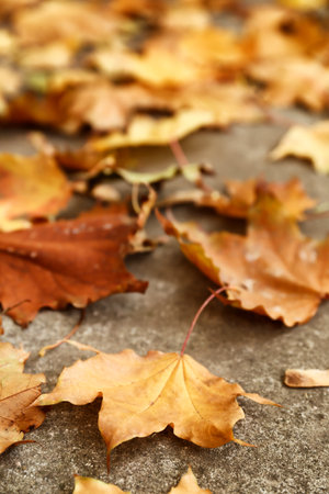 golden maple leaves on the ground
