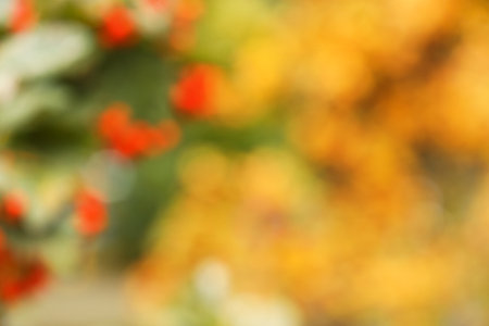 Blurred view of autumn parkの写真素材