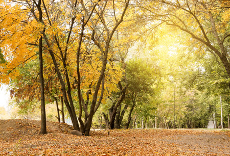 Beautiful alley with autumn leaves in city parkの写真素材