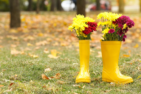 Pair of rubber boots and chrysanthemum flowers in parkの写真素材