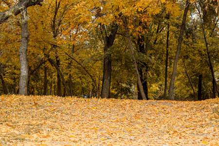 Beautiful alley with autumn leaves in city park