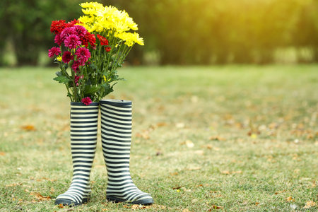 Pair of rubber boots and different chrysanthemum flowers in park on sunny dayの写真素材