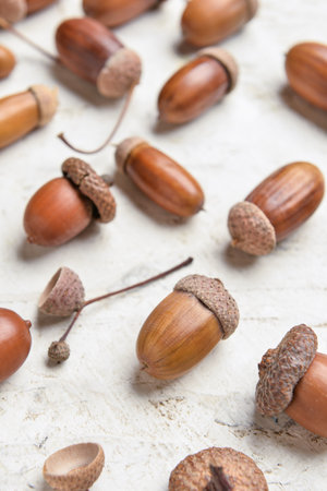 Many brown acorns on light background, closeup