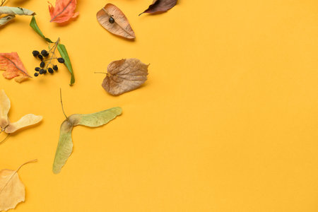 Different autumn leaves on color backgroundの写真素材