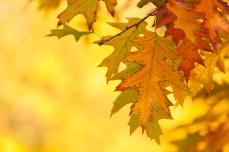 Oak tree with beautiful leaves in autumn botanical park, closeup
