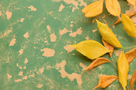 Ash autumn leaves on color backgroundの写真素材