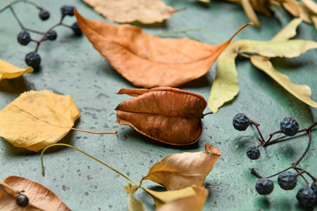 Autumn composition with dry leaves on color backgroundの写真素材