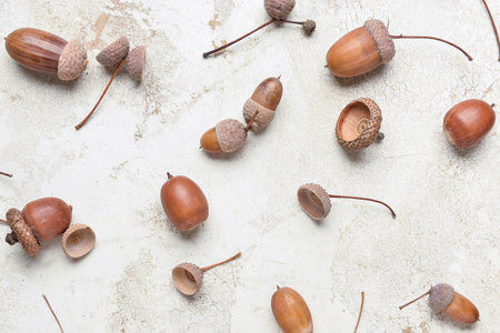 Many acorns on light background, close upの写真素材