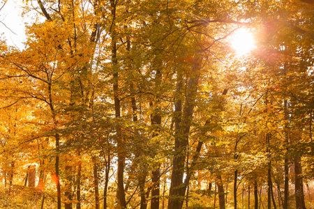 Sunny day in beautiful autumn forest