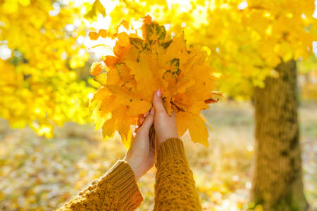 Young woman holding bouquet of autumn leaves in park on sunny dayの写真素材