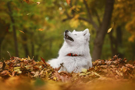 Cute Samoyed dog on fallen leaves in autumn parkの写真素材