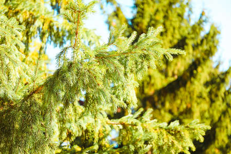 fir tree branches in parkの写真素材