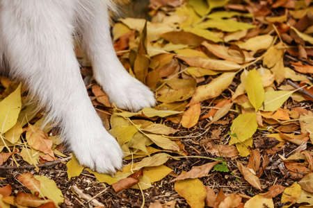 Paws of white Samoyed dog on fallen leaves in autumn park, closeup