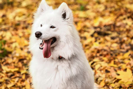 White Samoyed dog in autumn park, closeupの写真素材