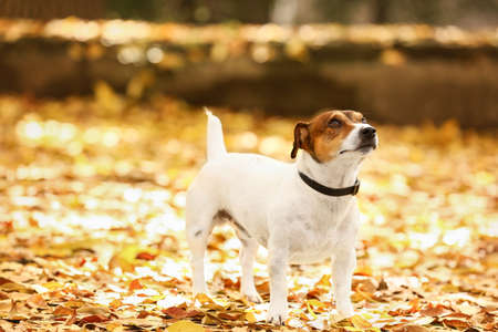 Cute Jack Russel terrier on fallen leaves in autumn parkの写真素材