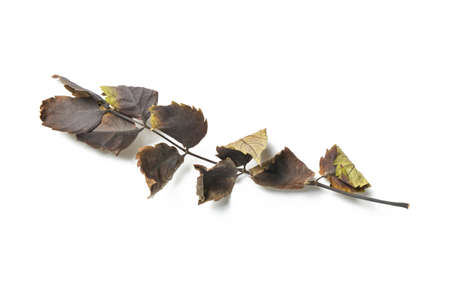 Aspen autumn leaves on white background
