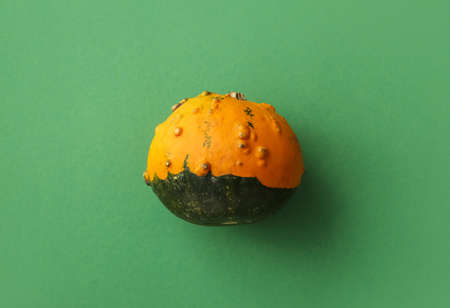 Whole fresh pumpkin on green background
