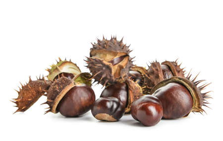 Pile of chestnuts on white backgroundの写真素材