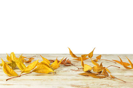 Beautiful autumn leaves on wooden table against white background