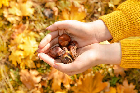 Woman with heap of chestnuts outsideの写真素材