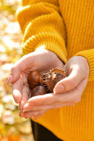 Woman holding chestnuts outside, closeupの写真素材
