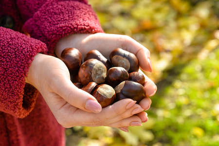 Woman holding chestnuts outside, closeup