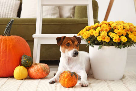 Beautiful Chrysanthemum flowers, pumpkins and cute dog in room