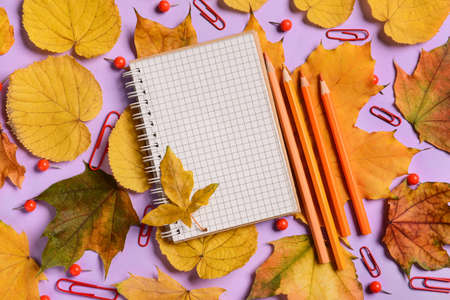 Notebook with pencils, clips and fallen leaves on lilac backgroundの写真素材