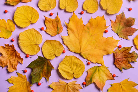 Fallen leaves with paper clips on lilac background