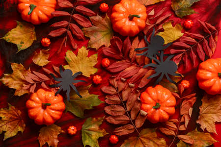 Pumpkins with fallen leaves and Halloween decor on red background