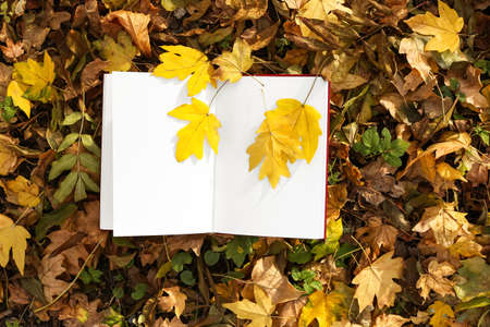 Opened book with blank pages and golden leaves in autumn parkの写真素材