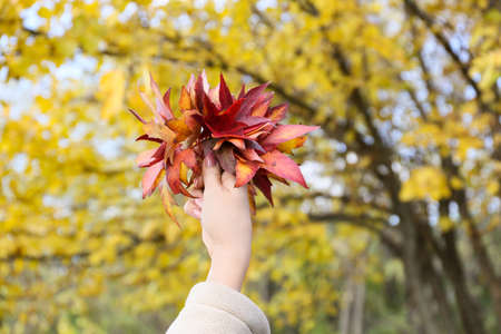 woman holding beautiful autumn leaves in park