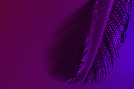 Toned tropical palm leaf on dark color backgroundの写真素材