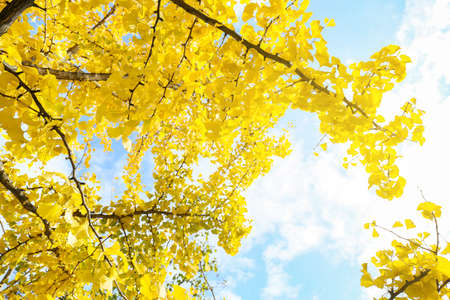 Beautiful tree with yellow leaves in autumn parkの写真素材