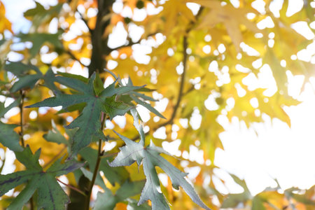 Tree with autumn leaves in park, closeupの写真素材