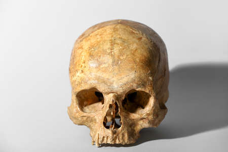 human skull on gray backgroundの写真素材