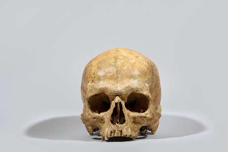 human skull on gray backgroundの写真素材