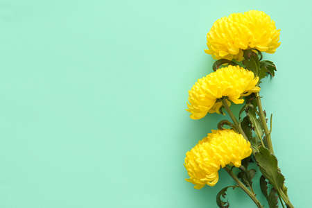 Yellow chrysanthemum flowers on color background