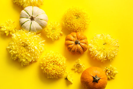 Yellow chrysanthemum flowers and pumpkins on color backgroundの写真素材