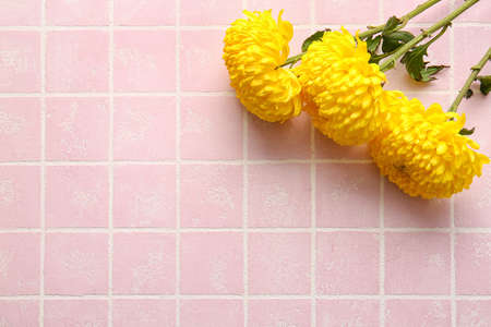 Yellow chrysanthemum flowers on color background