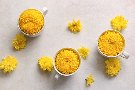 Cups of yellow chrysanthemum flowers on light backgroundの写真素材