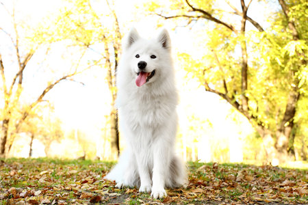 Cute Samoyed dog in autumn parkの写真素材