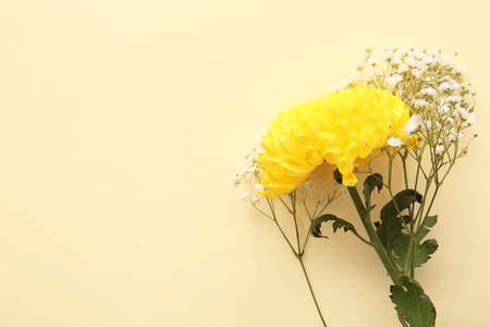 Yellow chrysanthemum flowers on color background