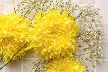 Yellow chrysanthemum flowers on light background